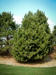 Сосна Чёрная (Pinus Nigra) купить по цене от 270.00р. в интернет-магазине «Посадика» с доставкой почтой в в Абинске и по всей России – [изображение №1].