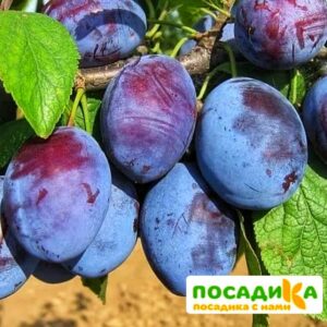 Слива Чачакская ранняя купить по цене от 229.00р. в интернет-магазине «Посадика» с доставкой почтой в в Абинске и по всей России – [изображение №1].