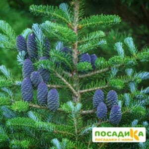 Пихта корейская (Abies koreana) купить по цене от 450.00р. в интернет-магазине «Посадика» с доставкой почтой в в Абинске и по всей России – [изображение №1].