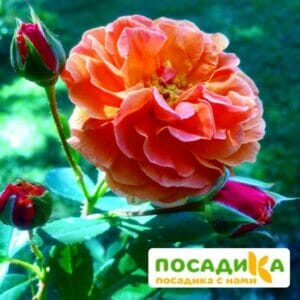 Роза Арабия купить по цене от 350.00р. в интернет-магазине «Посадика» с доставкой почтой в в Абинске и по всей России – [изображение №1].