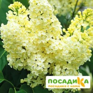 Сирень Примроуз (Primrose) купить по цене от 529.00р. в интернет-магазине «Посадика» с доставкой почтой в в Абинске и по всей России – [изображение №1].