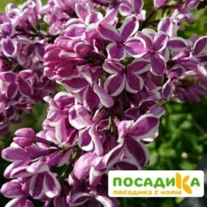 Сирень Сенсация купить по цене от 529.00р. в интернет-магазине «Посадика» с доставкой почтой в в Абинске и по всей России – [изображение №1].