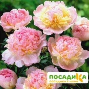 Пион Распберри Сандей (Paeonia Raspberry Sundae) купить по цене от 959р. в интернет-магазине «Посадика» с доставкой почтой в в Абинске и по всей России – [изображение №1].