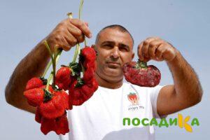 Клубника Гигант Джорнея купить по цене от 266р. в интернет-магазине «Посадика» с доставкой почтой в в Абинске и по всей России – [изображение №1].