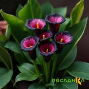 Калла Аура Лейс купить по цене от 400р. в интернет-магазине «Посадика» с доставкой почтой в в Абинске и по всей России – [изображение №1].