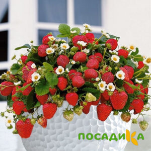 Клубника Рубиновый Шепот (горшечная) купить по цене от 240р. в интернет-магазине «Посадика» с доставкой почтой в в Абинске и по всей России – [изображение №1].