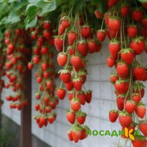 Клубника вьющаяся Комплимент купить по цене от 470р. в интернет-магазине «Посадика» с доставкой почтой в в Абинске и по всей России – [изображение №1].