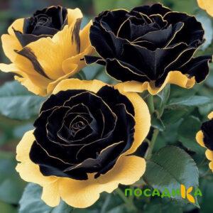 Роза Ханни Сикл купить по цене от 700р. в интернет-магазине «Посадика» с доставкой почтой в в Абинске и по всей России – [изображение №1].