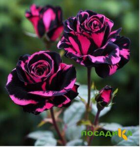 Роза Багровый Шепот купить по цене от 366р. в интернет-магазине «Посадика» с доставкой почтой в в Абинске и по всей России – [изображение №1].