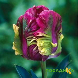 Тюльпан Экзотик Хэвен купить по цене от 186р. в интернет-магазине «Посадика» с доставкой почтой в в Абинске и по всей России – [изображение №1].